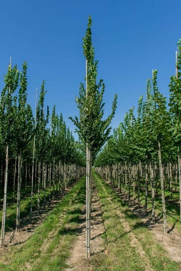 Ulmus Nanguen hoogstam 20/25