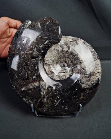 Goniatiet - Gefossiliseerde schelp - Goniatite Pieza
