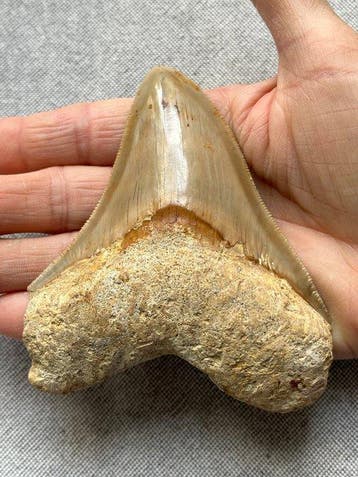 Megalodon-tand 11,3 cm - Fossiele tand - Carcharocles, Verzamelen