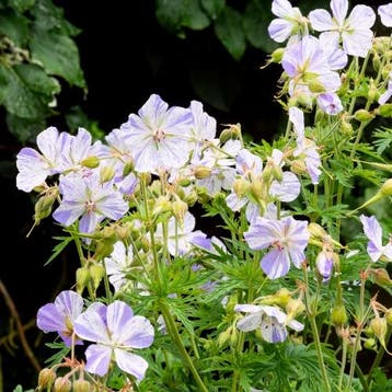 Geranium Pratense Splish Splash - Wortelgoed - 5 stuks, Tuin en Terras, Verzenden