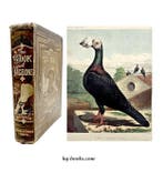 Fulton - The Illustrated Book of Pigeons - 1880