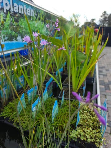 Vijverplanten en Waterplanten | Nu nog verkrijgbaar, Nieuw