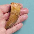 Dinosaurus - Fossiele tand - Carcharodontosaurus sp. - 80 mm