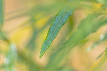 Salix fragilis hoogstam 16/18, Tuin en Terras