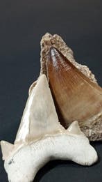 Mosasaurus en haai - Fossiele tanden - Talassotitan Atrox y