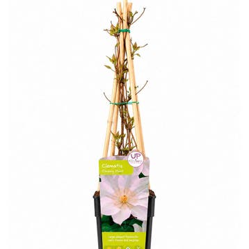 Clematis ‘Guernsey Cream’ (Grootbloemig, Vroegbloeiend), Verzenden, Overige soorten, Struik
