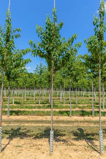 Prunus maackii Amber Beauty hoogstam 18/20