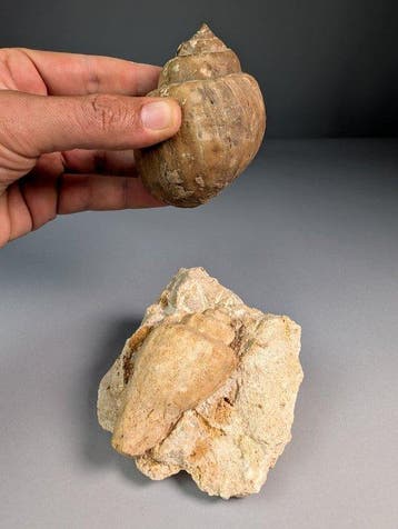Fantastische fossiele slakkenhuizen - Gefossiliseerde schelp, Verzamelen