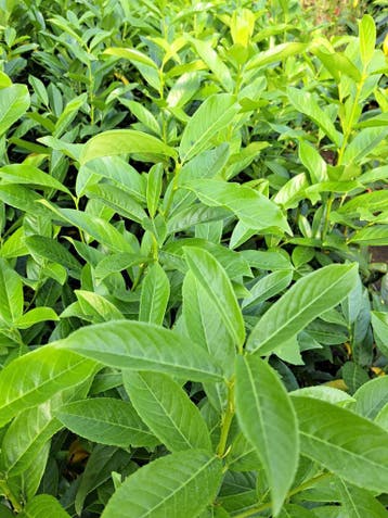 Aanbieding snelgroeiende wintergroene laurierhaag laurier, Laurier, Haag, 100 tot 250 cm
