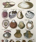 Matthäus Merian (b1593) Hand coloured folio - Sea Shells:, Antiek en Kunst