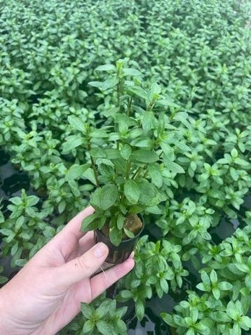 Hygrophila Polysperma (Aquariumplanten, Aquarium producten), Verzenden, Nieuw, Verlichting of Verwarming