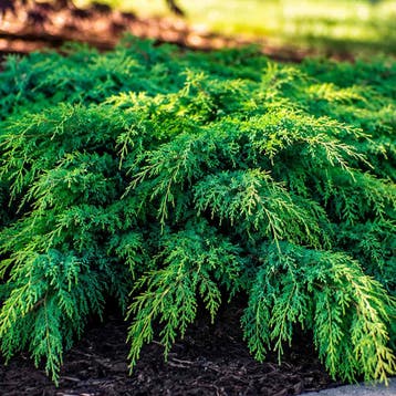 Jeneverbes pfitzeriana `Gold Coast` container (P11) Groen, Verzenden, Conifeer, Struik