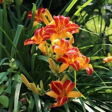 Hemerocallis Frans Hals - Wortelgoed - 5 stuks, Verzenden
