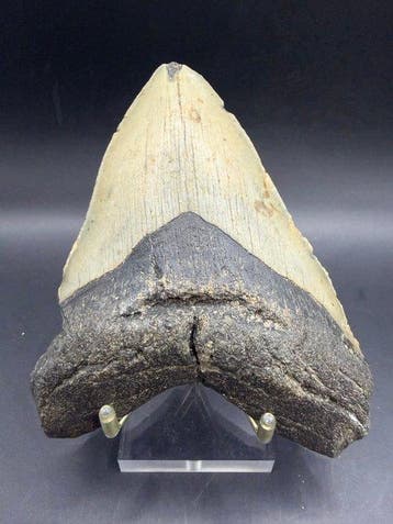 Megalodon - Fossiele tand - Carcharocles megalodon - 12.6 cm