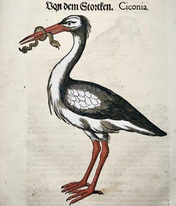 Conrad Gesner - First German Issue - Birds: Stork & Hawfinch, Antiek en Kunst