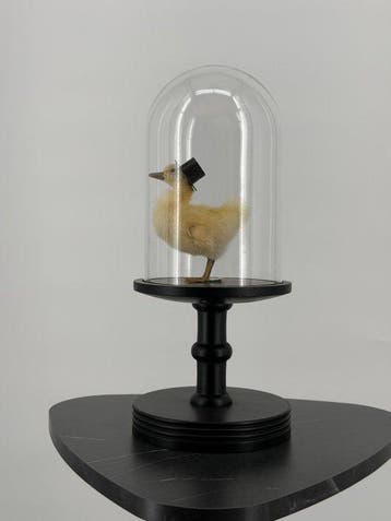 Eenden kuiken Taxidermie volledige montage - Eenden kuiken -