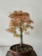 Japanese maple bonsai (Acer palmatum) - Hoogte (boom): 45 cm
