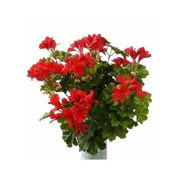 Kunstplanten Oostenrijkse geranium rood 40 cm - Kunst gera.., Ophalen of Verzenden