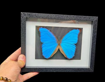 Fabulous big butterfly Morpho sp. - 26x20 cm farm - Diorama