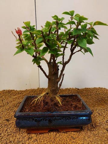 Bougainvillea bonsai (Bougainvillea glabra) - Hoogte (boom):
