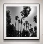 Ben Dauchez - An after noon at Majorelle B&W