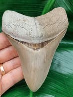 Megalodon - Fossiele tand - Otodus Megalodon - LeeCreek -