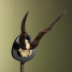 Elandantilope Schedel Taxidermie Opgezette Dieren By Max, Ophalen of Verzenden, Nieuw, Wild dier, Opgezet dier
