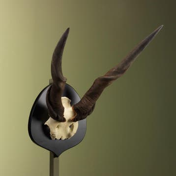 Elandantilope Schedel Taxidermie Opgezette Dieren By Max, Ophalen of Verzenden, Nieuw, Wild dier, Opgezet dier