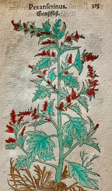 Leonhart Fuchs - Primi de stirpium historia commentariorum