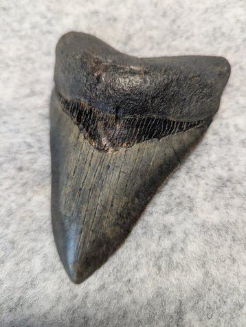 Megalodon - Fossiele tand - 124 mm - 90 mm