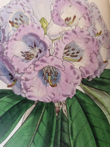 William J. Hooker - Curtiss Botanical Magazine - 1853