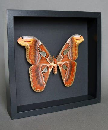 Vlinder Taxidermie volledige montage - Attacus atlas - 25 cm