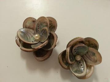 Haliotis Pulcherrima schelpjes 1 kilo, Ophalen of Verzenden, Nieuw