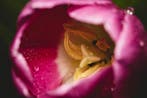 Viktoria Farkas - SSA Awakening in Pink - Fine Art Premium, Antiek en Kunst
