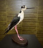 Mexicaanse Kluut Taxidermie Opgezette Dieren By Max, Ophalen of Verzenden, Nieuw, Vogel, Opgezet dier