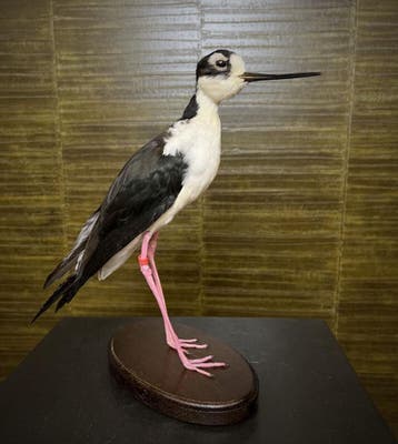 Mexicaanse Kluut Taxidermie Opgezette Dieren By Max, Ophalen of Verzenden, Nieuw, Vogel, Opgezet dier