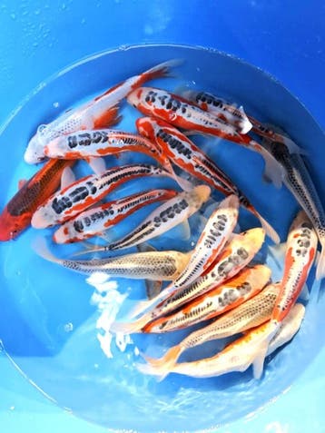 Hirasawa Marusei 24-28cm (Japanse Koi), Karper of Koi