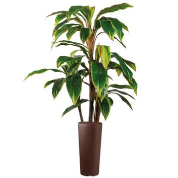 Cordyline kunstplant, H145cm, Ophalen of Verzenden, Overige soorten, 100 tot 150 cm