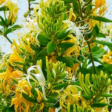 Kamperfoelie ‘Halliana’ Sierplanten, Raskleur, Verzenden, Overige soorten, Struik