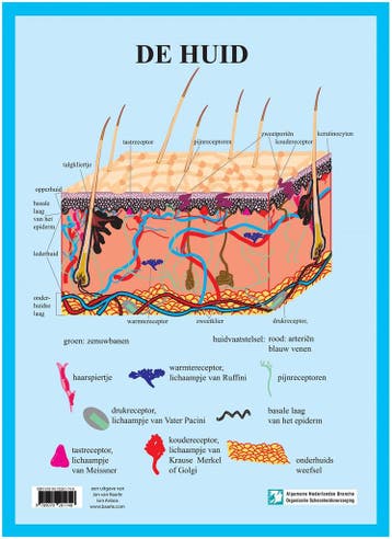 Anatomie poster huid (Nederlands, gelamineerd, A3), Nieuw