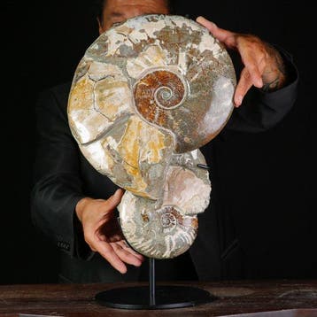 Gian Size Albian Group - fossiele ammonieten – Cleoniceras, Verzamelen