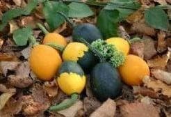 Goblin Egg Mix kalebas 50 zaden, Ophalen of Verzenden, Nieuw
