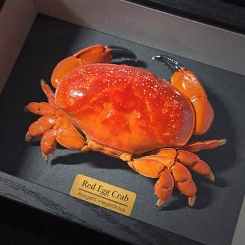 Krab Taxidermie wandmontage - Red Egg Crab - 3 cm - 8 cm - 5, Antiek en Kunst