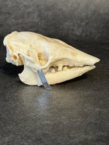harig gordeldier Schedel - Chaetophractus - 4 cm - 6 cm - 9, Nieuw