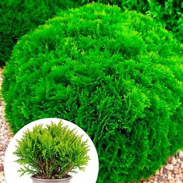 Thuja occidentalis `Danica` container (P11) Coniferen, Groen, Verzenden, Conifeer, Struik