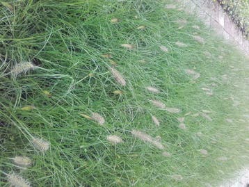 Pennisetum Hameln /Little Bunny lampepoetsergras, Ophalen of Verzenden, Zomer, Vaste plant, Volle zon