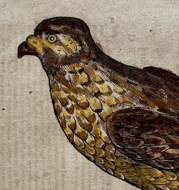 Conrad Gesner - Vogelbuch - 1617