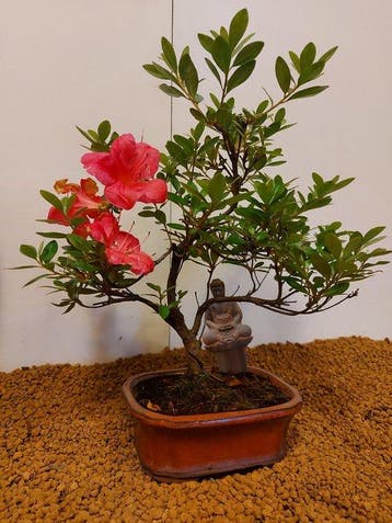 Azalea bonsai (Rhododendron) - Hoogte (boom): 30 cm - Diepte