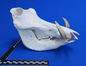 Wrattenzwijn Schedel - Phacochoerus africanus - 17 cm - 18, Verzamelen, Nieuw