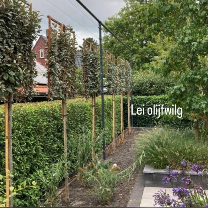 Leiboom portugese laurier leilinde olijfwilg steeneik haag, Tuin en Terras, Planten | Bomen, Leiboom, Halfschaduw, In pot, 250 tot 400 cm